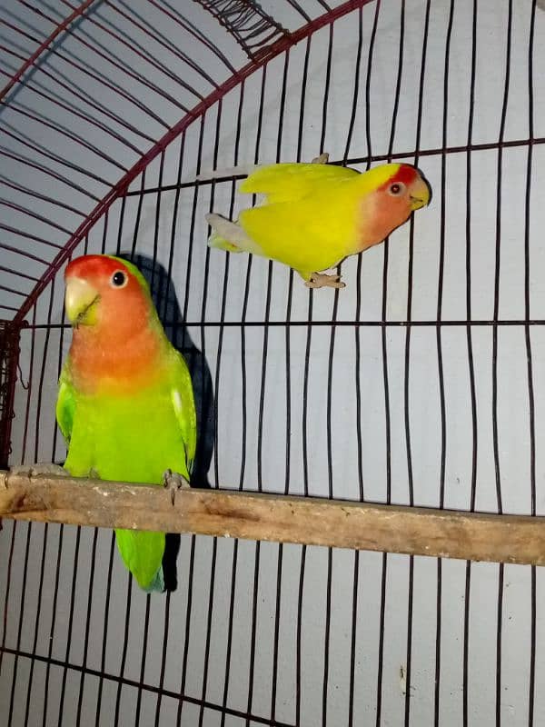 love birds breeder pair with one baby 3