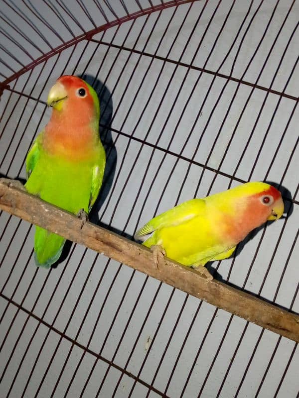 love birds breeder pair with one baby 6