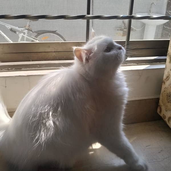 Persian cat for sale 3