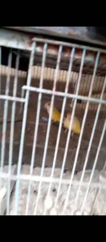 lovebirds breeder pairs urjent sale full setup sale 2