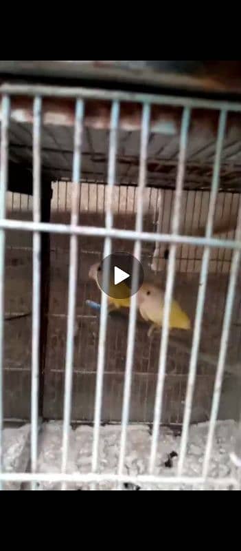 lovebirds breeder pairs urjent sale full setup sale 3