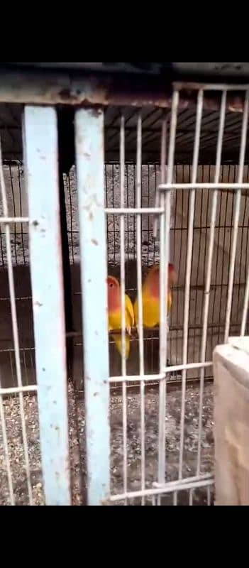 lovebirds breeder pairs urjent sale full setup sale 4