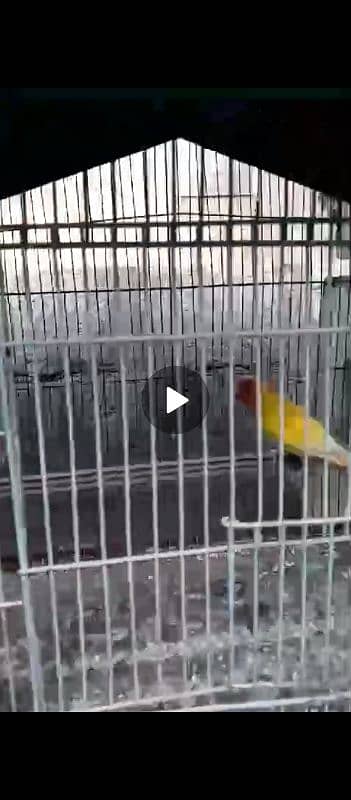 lovebirds breeder pairs urjent sale full setup sale 5