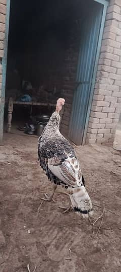 turkey male for sale