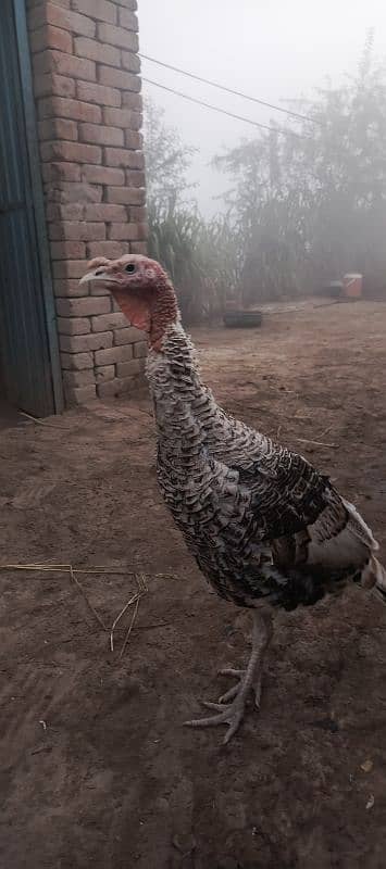 turkey male for sale 1