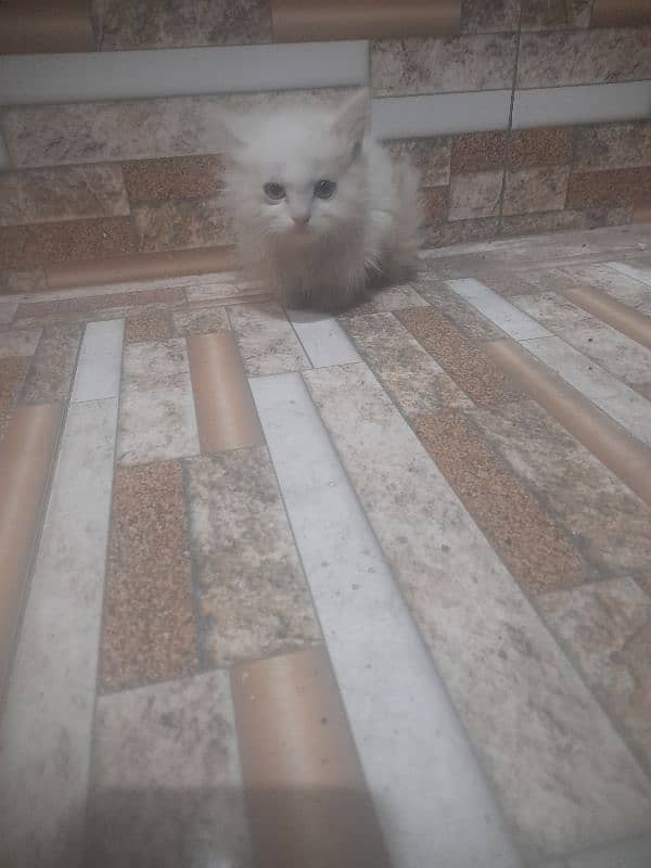 Persian Kitten For 5