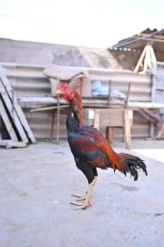 old Pakistani breed Butiful bird