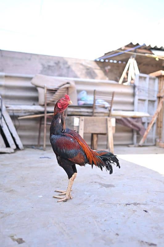 old Pakistani breed Butiful bird 1