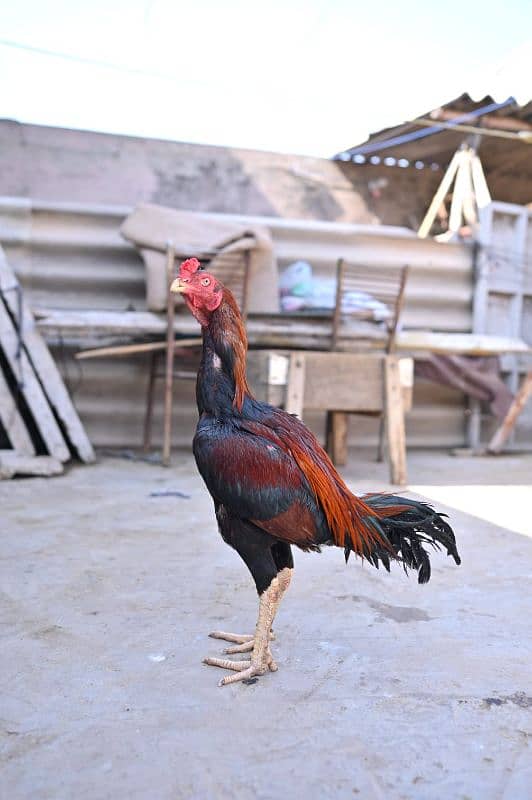 old Pakistani breed Butiful bird 2