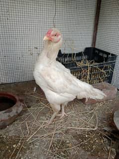 paper white Female For sale