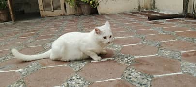 8 months old single coated Persian / bargaining with serious customer