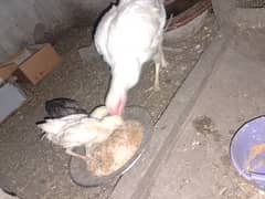 heera aseel with 3 chick