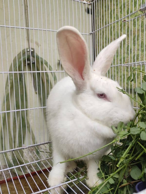 New Zealand White Breeder Pair For Sale. 3