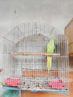 Ringneck parrot with cage