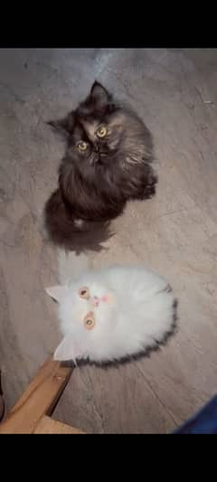 Seriously buyers only (5 month old kittens)