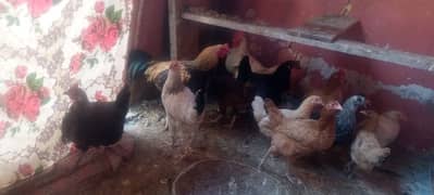 Golden misri hen for sale