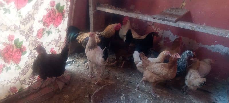 Golden misri hen for sale 0