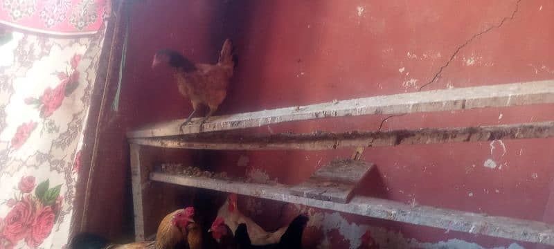 Golden misri hen for sale 1