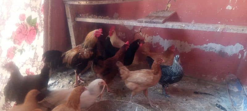 Golden misri hen for sale 2