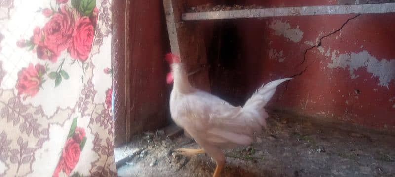 Golden misri hen for sale 4