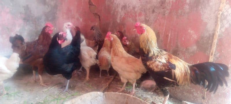 Golden misri hen for sale 5