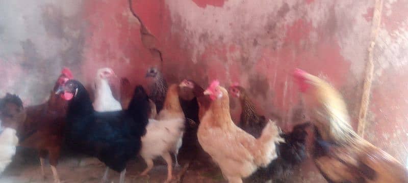 Golden misri hen for sale 6