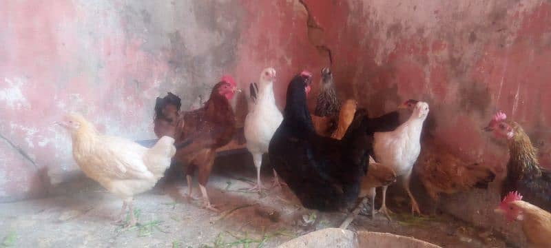 Golden misri hen for sale 7