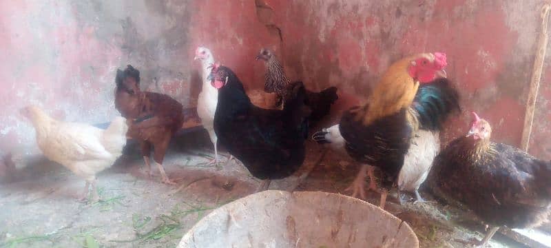 Golden misri hen for sale 8