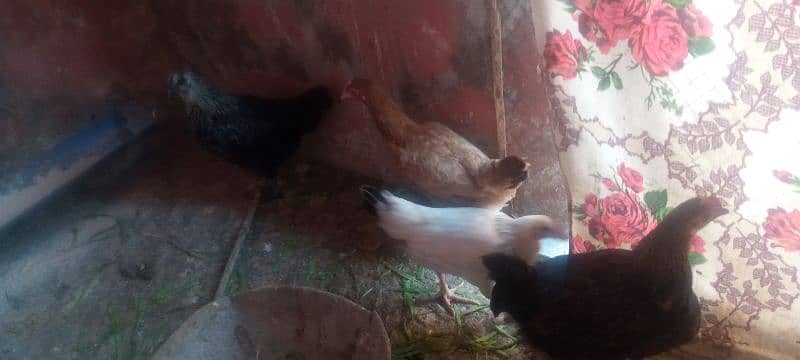 Golden misri hen for sale 9