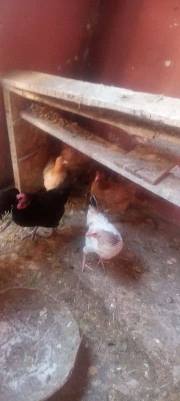 Golden misri hen for sale 10