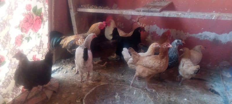 Golden misri hen for sale 11