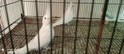 coctail pair for sale urgent