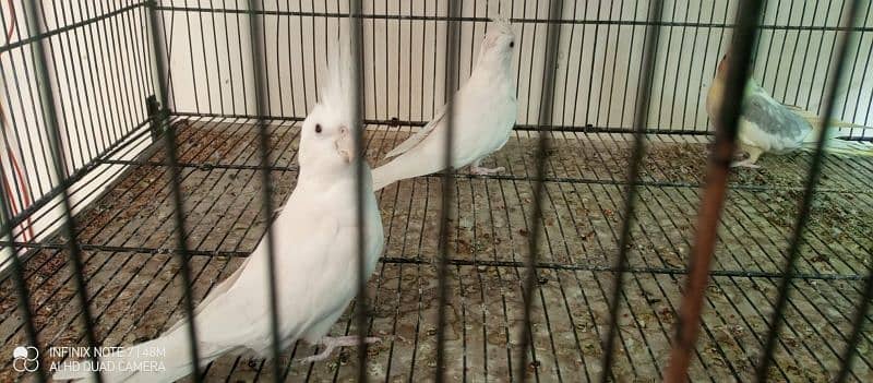 coctail pair for sale urgent 0