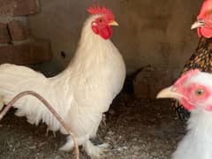 polish,heavy buff,black buff  golden sebright,white bantam