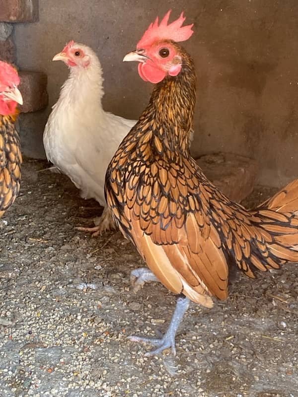 polish,heavy buff,black buff  golden sebright,white bantam 1