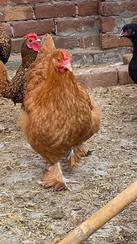 polish,heavy buff,black buff  golden sebright,white bantam 2