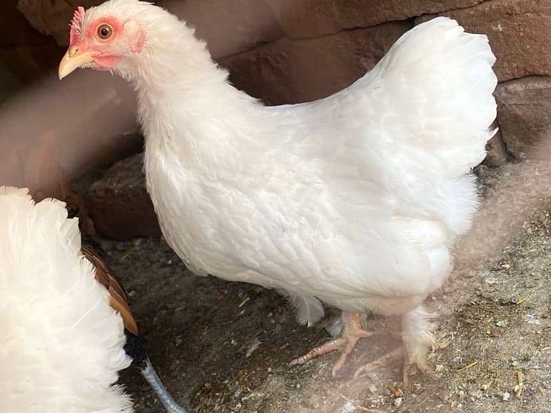 polish,heavy buff,black buff  golden sebright,white bantam 3