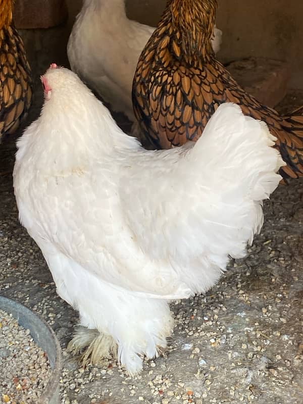 polish,heavy buff,black buff  golden sebright,white bantam 4