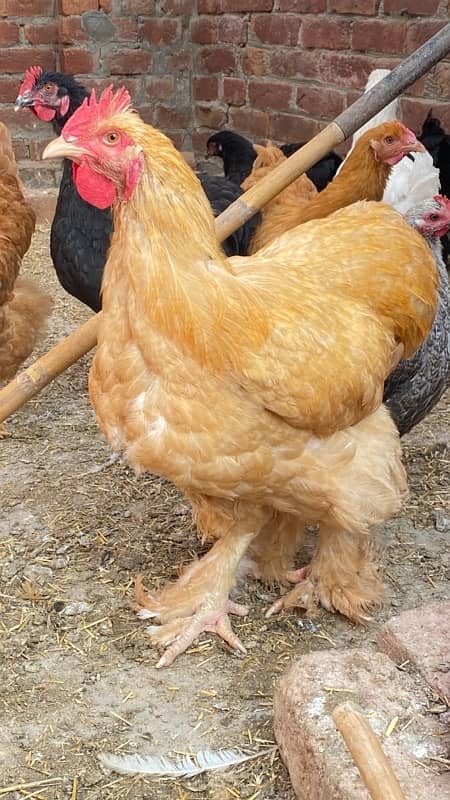 polish,heavy buff,black buff  golden sebright,white bantam 6