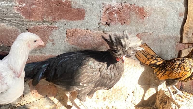 polish,heavy buff,black buff  golden sebright,white bantam 7