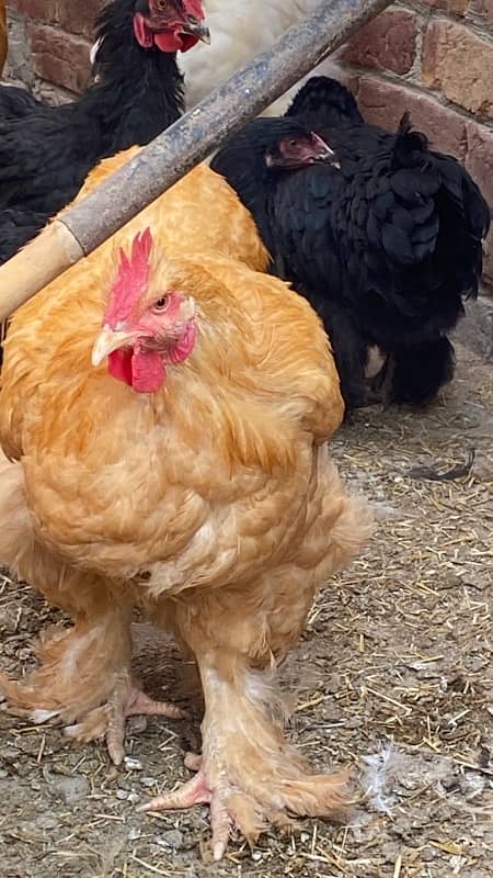 polish,heavy buff,black buff  golden sebright,white bantam 8