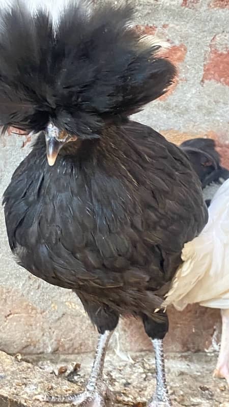 polish,heavy buff,black buff  golden sebright,white bantam 10