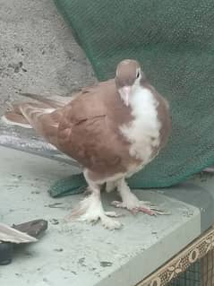 Kabootar Pigeon