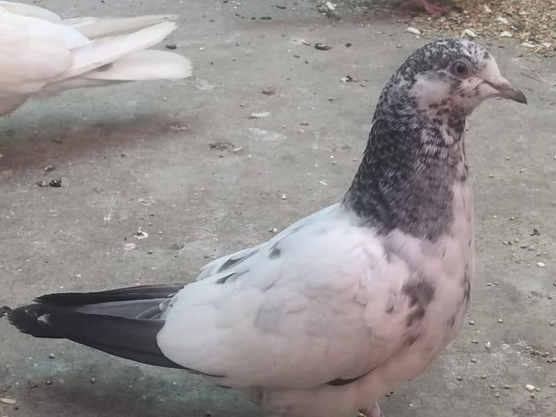 Kabootar Pigeon 1