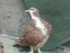 Kabootar Pigeon