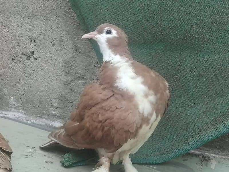 Kabootar Pigeon 2