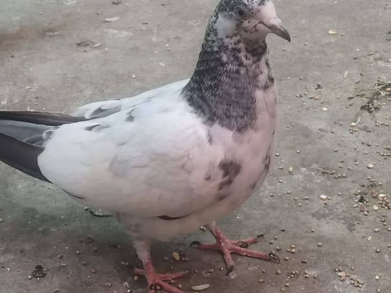 Kabootar Pigeon 3