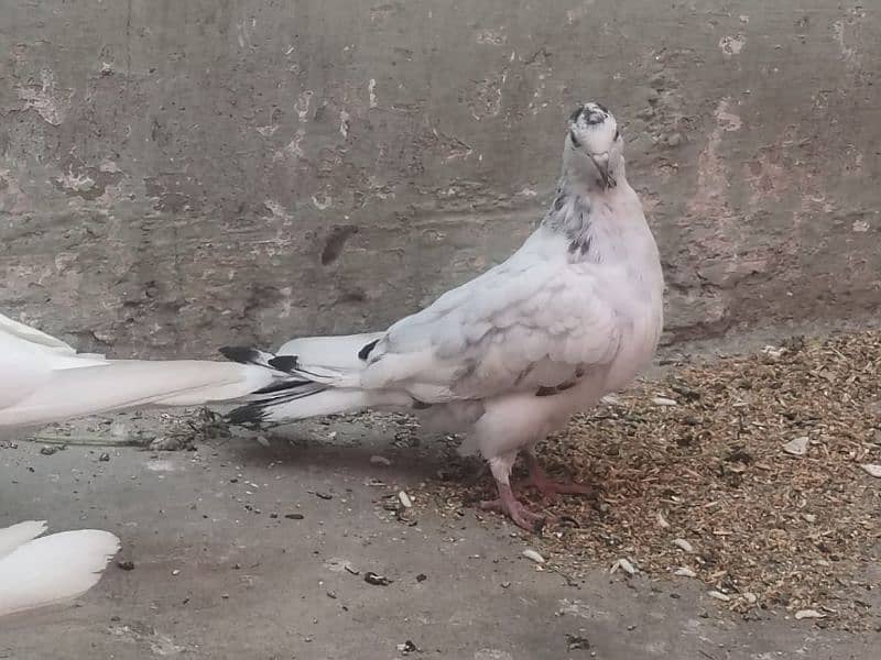 Kabootar Pigeon 4