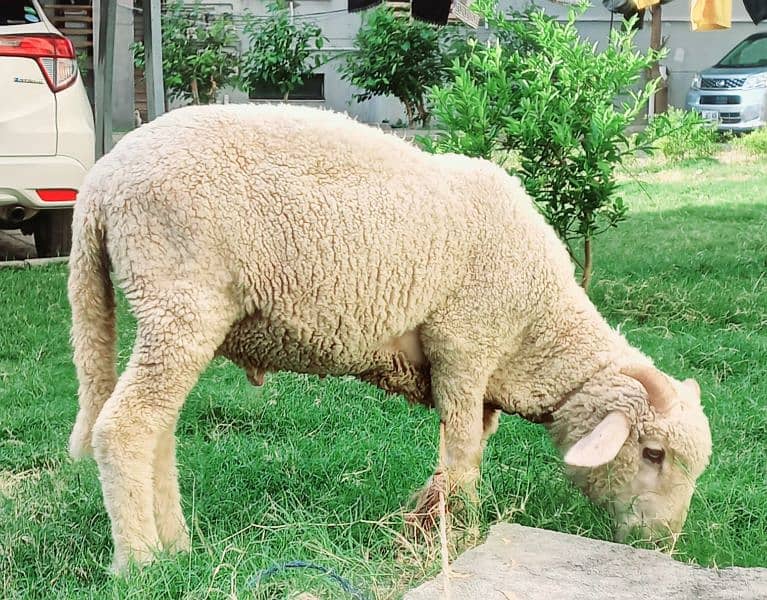 Turkish Ram 3