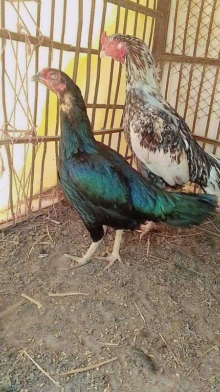 aseel pair for sale 1